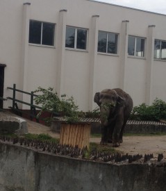 ОАО «Янтарьэнерго» приняло участие в программе по обогащению среды животных Калининградского зоопарка